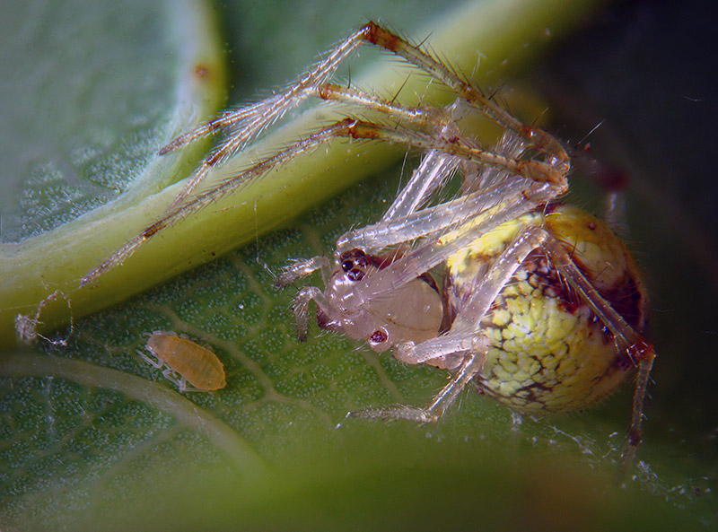 Theridion varians  -  Albizzate (VA)